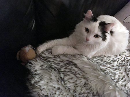 Citrus på fällen med leksak