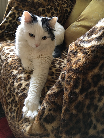 Citrus på leopardfilten i farfarsfåtöljen