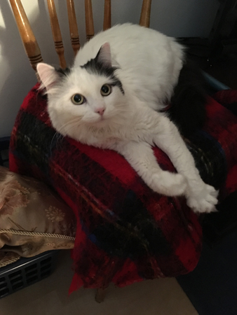 Citrus på pläd i sovrummet