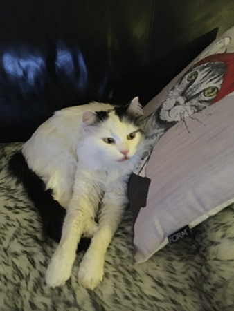 Citrus ser missnöjd ut