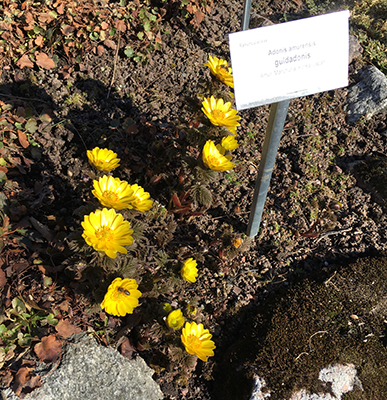 Guldadonis 28 mars 2019