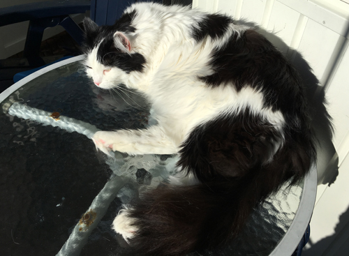 Lucifer på balkongbordet i solen