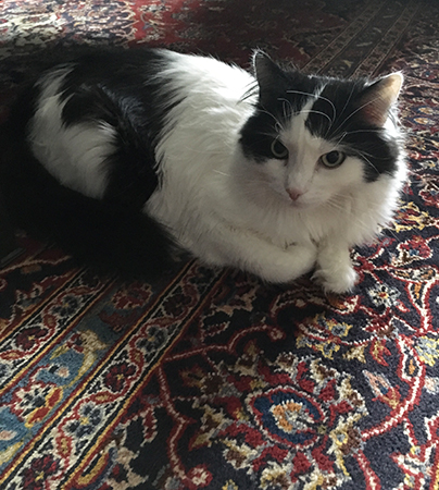 Lucifer på vardagsrumsmattan