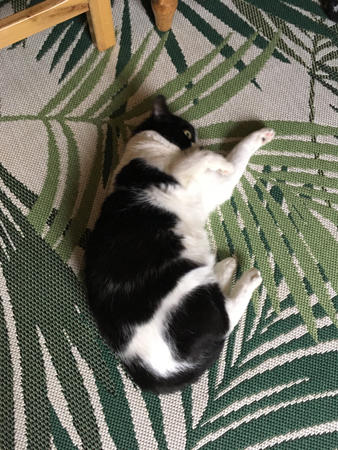 Mini gillar mattan i Djungelrummet