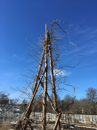 Blå himmel bakom torr växt 28 mars 2019