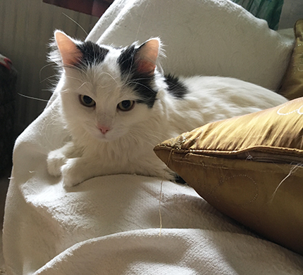 Citrus i farfarsfåtöljen