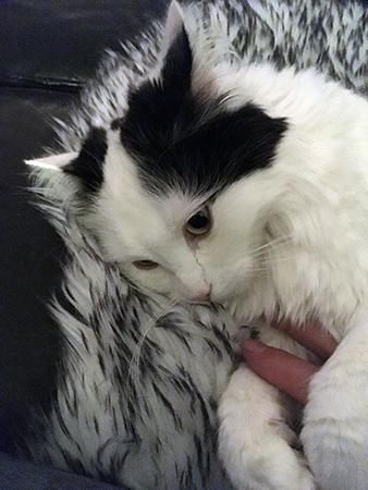 Citrus och mina fingrar