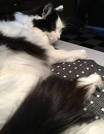 Lucifer på köksbordet 1