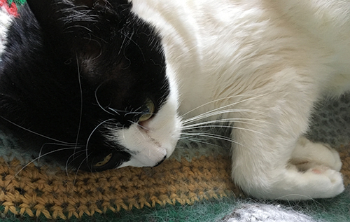 Mini i skrivbordsstolen