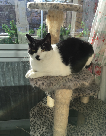 Mini på klätterpelaren på balkongen