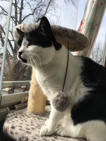 Mini spanar på balkongen