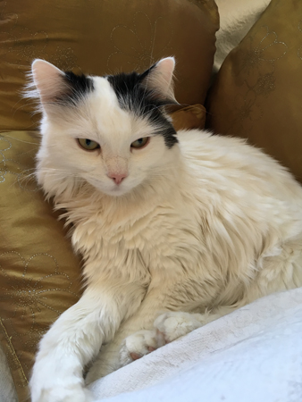 Citrus bland kuddarna i farfarsfåtöljen