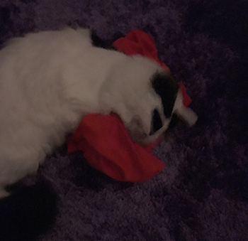 Citrus gosar med använda gympakläder