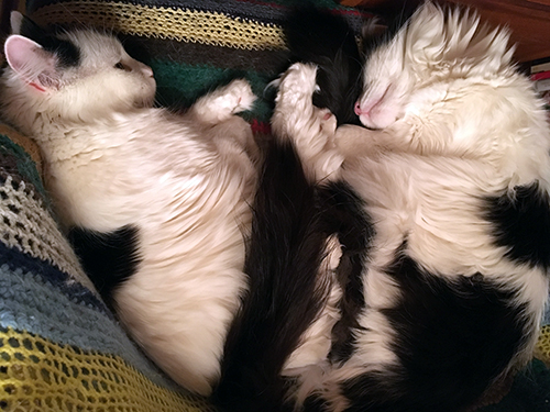 Citrus och Lucifer i skrivbordsstolen