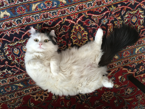 Citrus på rygg på vardagsrumsmattan