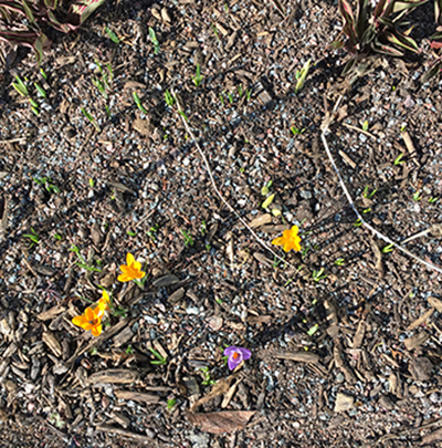 Gula och lila krokusar 28 mars 2019