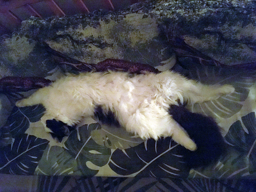 Lucifer i Djungelsoffan