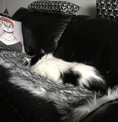 Lucifer på fällen i soffan