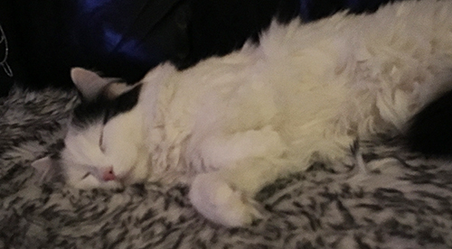 Citrus sover på fällen