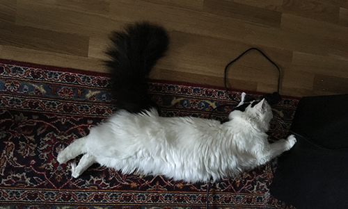 Citrus sträcker ut sig på vardagsrumsmattan