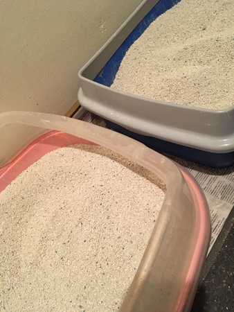 Kattpottor Kattpottor