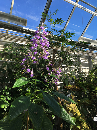 Lila blomma i Tropiska växthuset 28 mars 2019