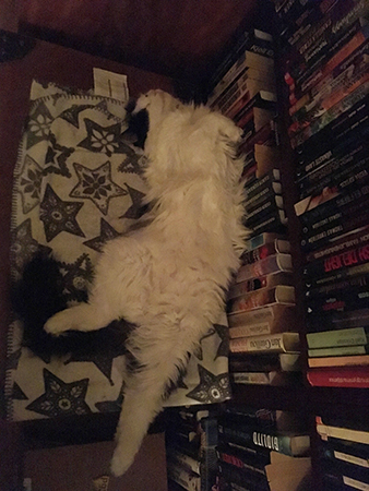 Lucifer utsträckt på filt på Annas brudkista