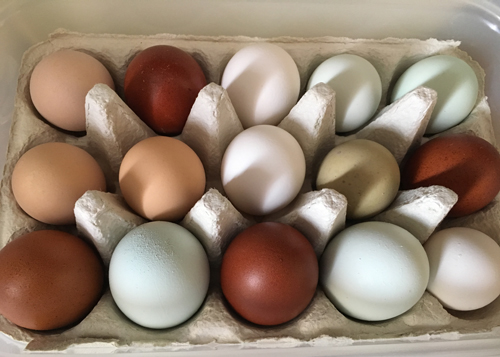 Ägg i olika färger