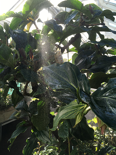 Dusch på grön växt i Tropiska växthuset 28 mars 2019