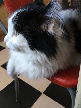 Lucifer på köksstol