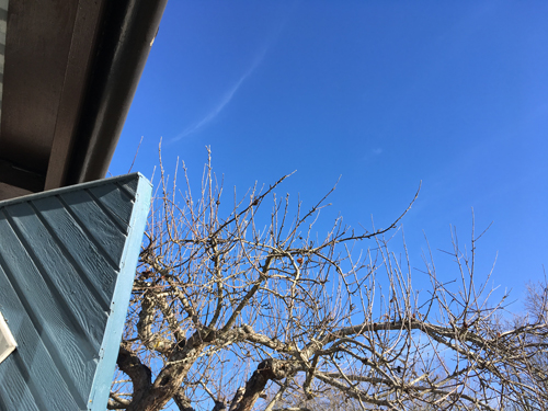 Öppen stugdörr blå himmel äppelträd