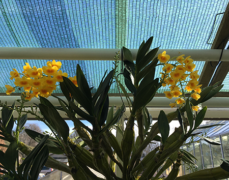 Gul orkidé i Tropiska växthuset 28 mars 2019