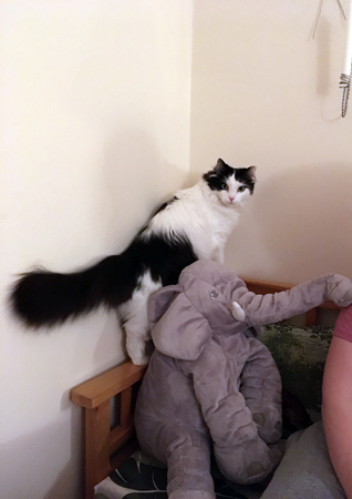 Lucifer och elefanten