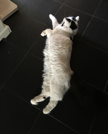 Citrus på hallgolvet