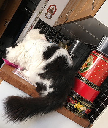 Lucifer o Citrus på köksbänken