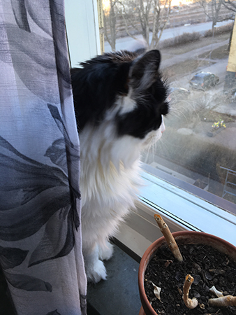 Lucifer spanar ut genom köksfönstret