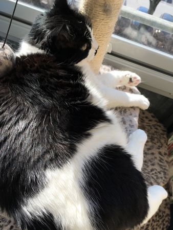 Mini solar på klätterställningen på balkongen