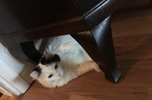 Citrus under ekbyffén