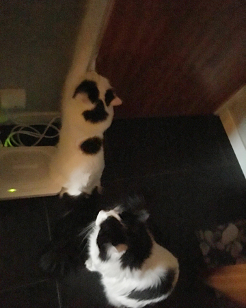 Ivrig matkö Citrus och Lucifer