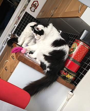 Lucifer o Citrus har hittat en leksak på köksbänken