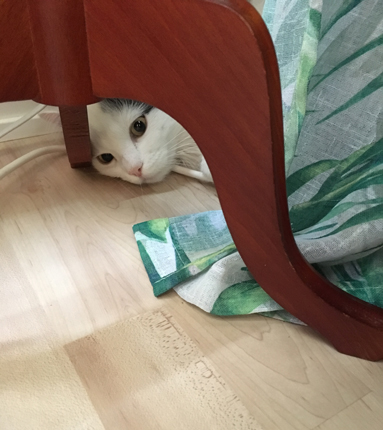 Citrus bakom en gardin