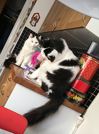 Citrus o Lucifer med leksak i munnen