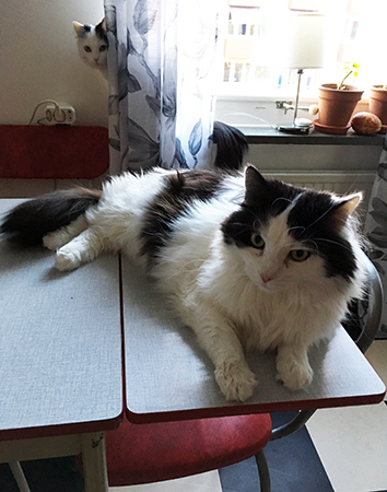 Citrus och Lucifer i köket