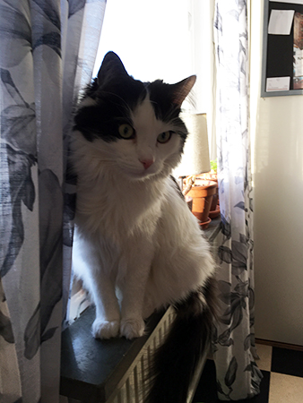 Lucifer i köksfönstret