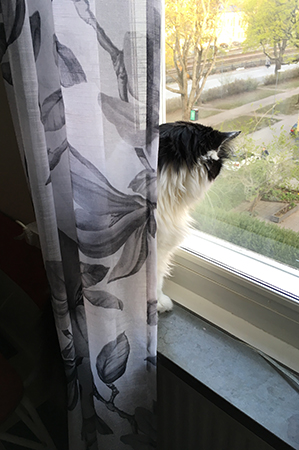 Lucifer spanar i köksfönstret