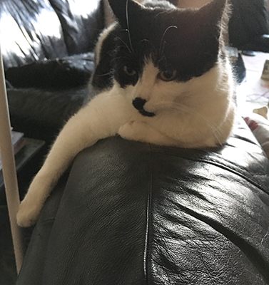 Mini på fåtöljryggen