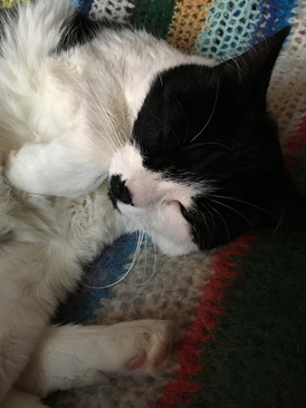 Mini sover i skrivbordsstolen