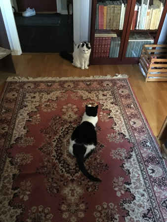 Två av mina assistenter Citrus och Mini