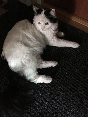 Citrus på dörrmattan