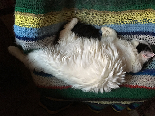 Citrus sover i skrivbordsstolen